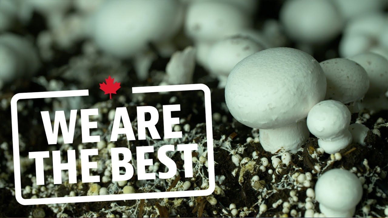 Take a tour of the largest organic mushroom farm in Canada | We Are The Best
