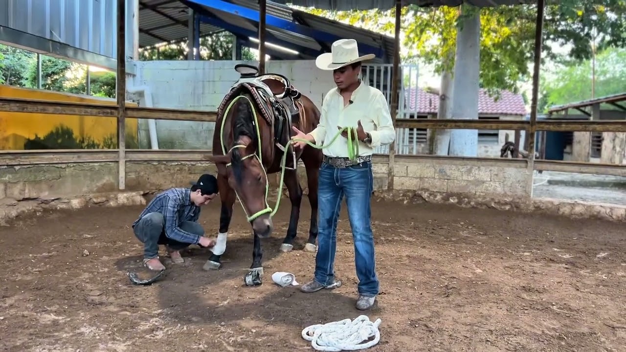 Reto de 100 días de como enfrenar un caballo 🔥❗️