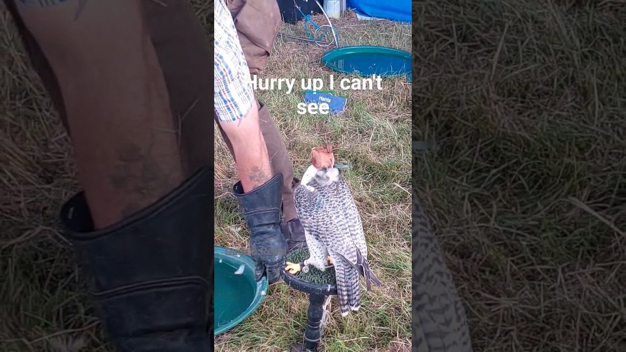 Bird of prey with helmet #birdofprey