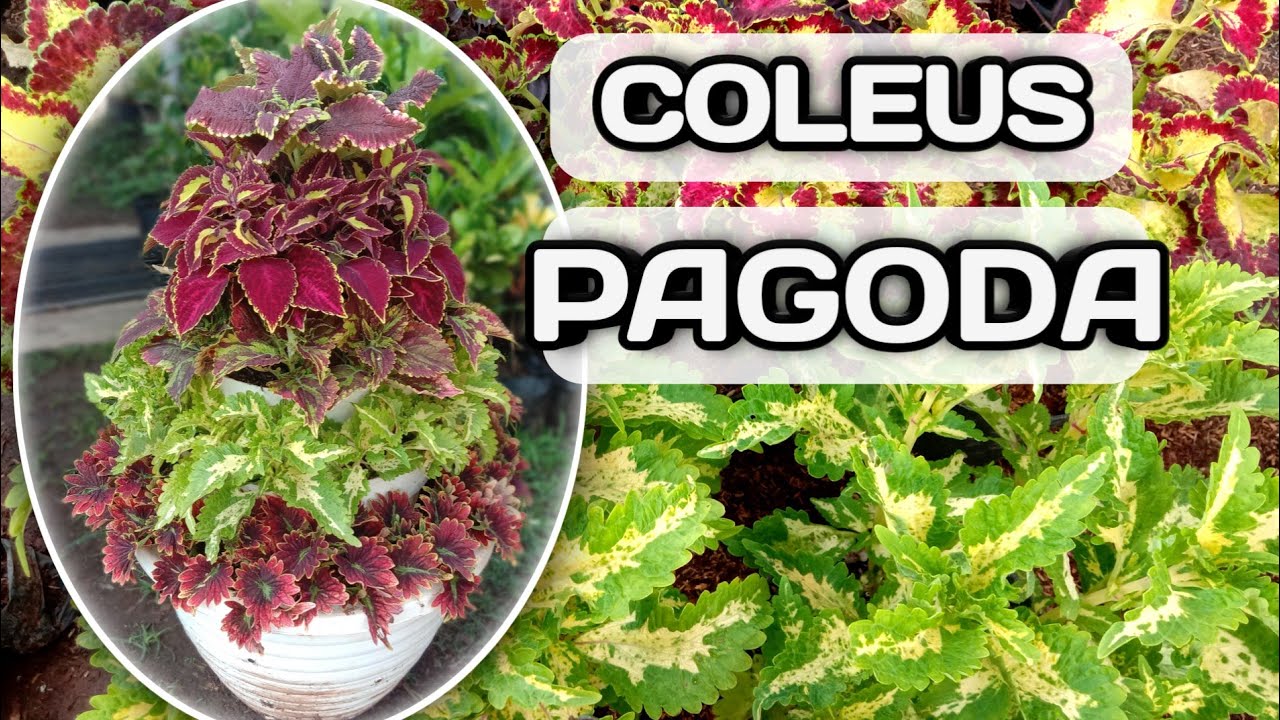 creative ideas for planting coleus