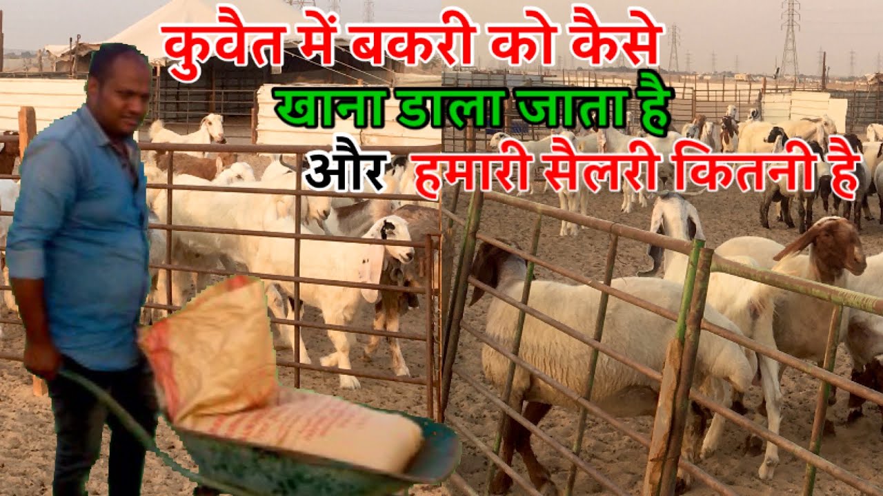 कुवैत में बकरी को दाना पानी कैसे दिया जाता है? how much job salary in kuwait goat farm  ​⁠