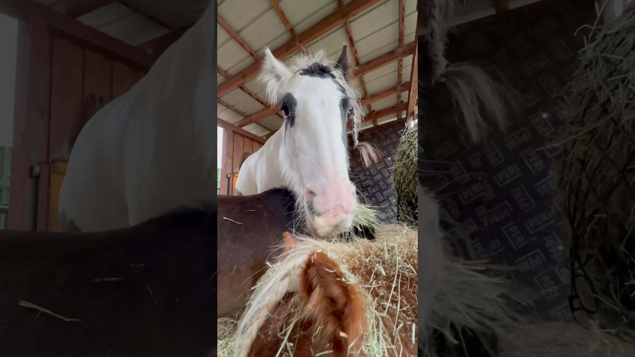Richtung Norden Teil 1 #reisegruppeunbeliebt #horse #wildpferd #equestrian #pferde
