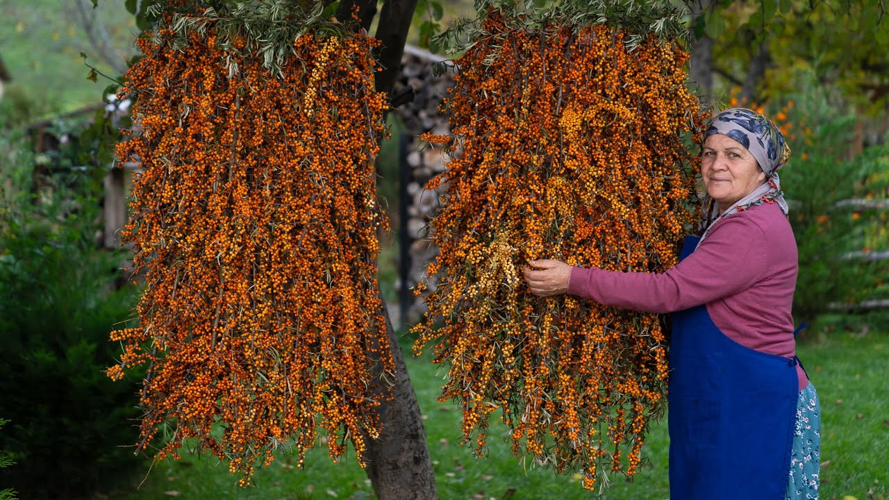 Сбор Дикого Облепихи — Готовим Сладкие Лакомства 🍊🔥