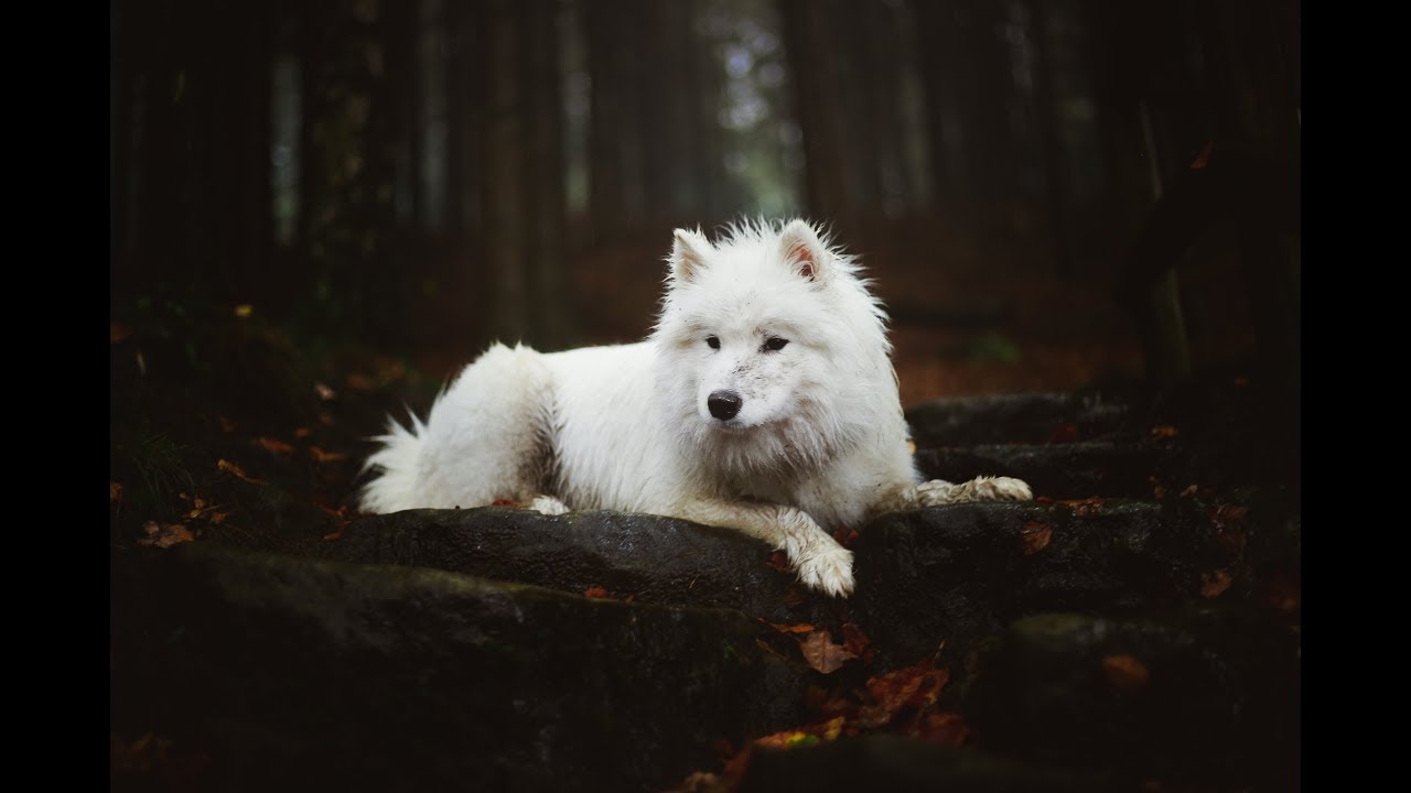 Sasha Samoyed ~ October 2019