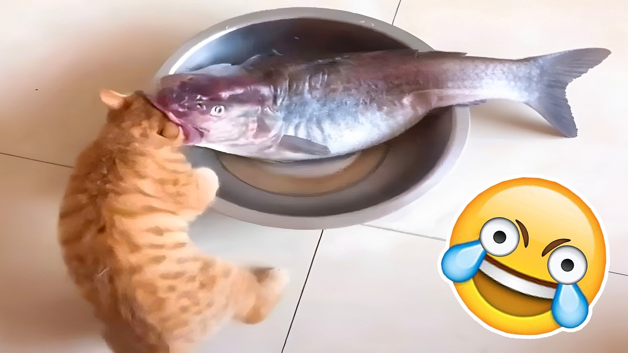 TENTE NÃO RIR Nível ANIMAIS ENGRAÇADOS😂🤯[999.99 IMPOSSÍVEL]😳Melhores Vídeos Cachorros e Gatos 2026😹