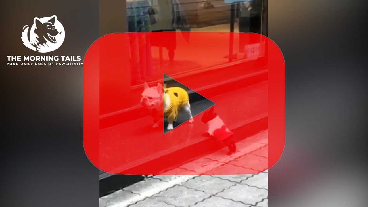 When Dogs Turn Fails Into Pure Comedy! 🐕🤣