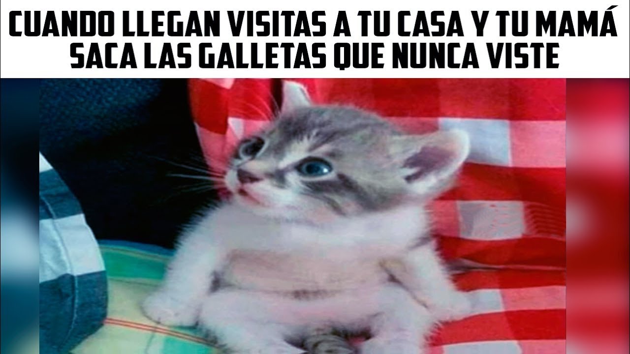 MEMES #50