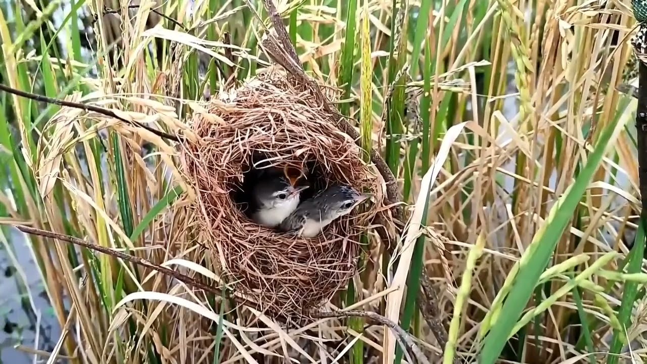 Burung ciblek padi meloloh anak #bird