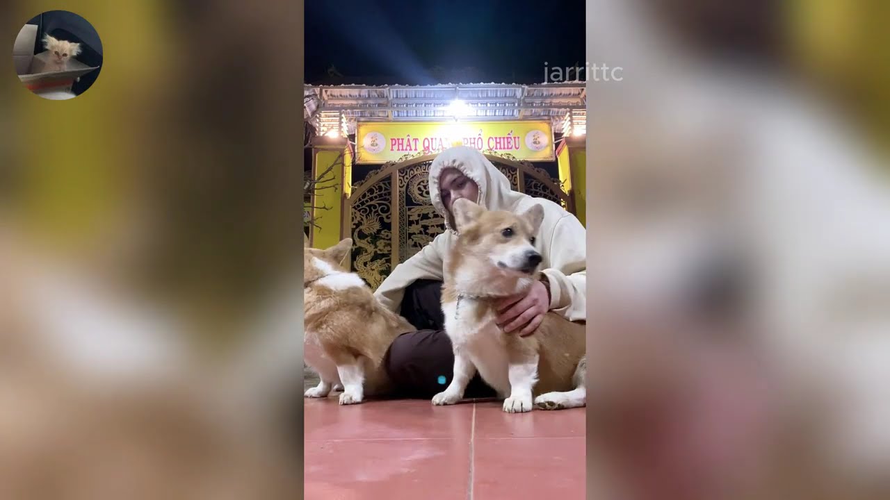 Funny ANIMALS videos 😂 | Funniest Cats and Dogs 2026 🐶😼 Part 49