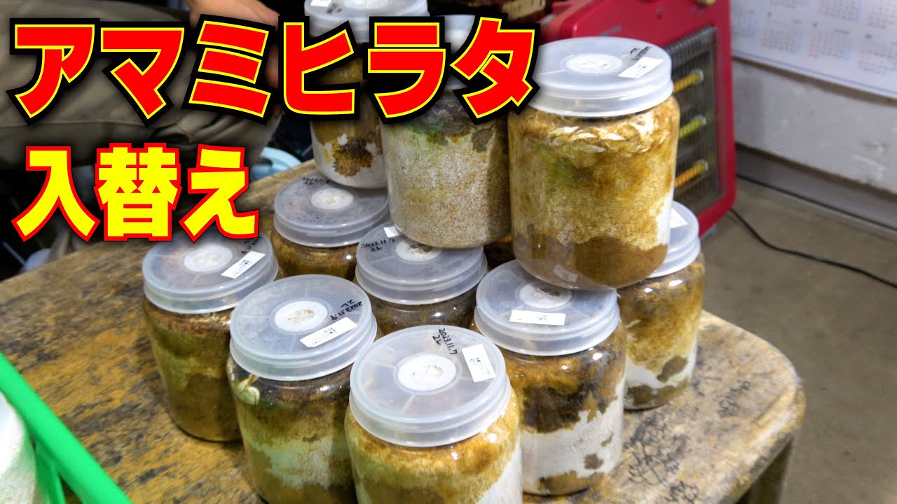 【クワガタ】アマミヒラタの入れ替え