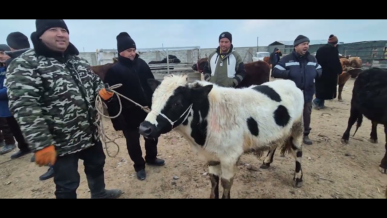 АБАЙ_ЭМКАДУС МАЛ БОЗОР НАРХЛАР 93_998_00_11 
