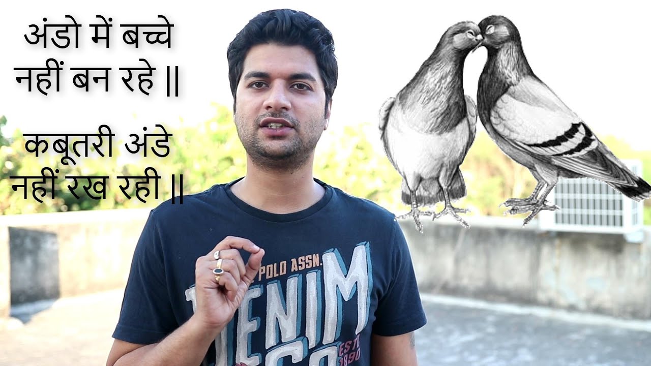 अंडो में बच्चे नहीं बन रहे / कबूतरी अंडे नहीं रख रही || PIGEON INFERTILITY HOME REMEDIES ||