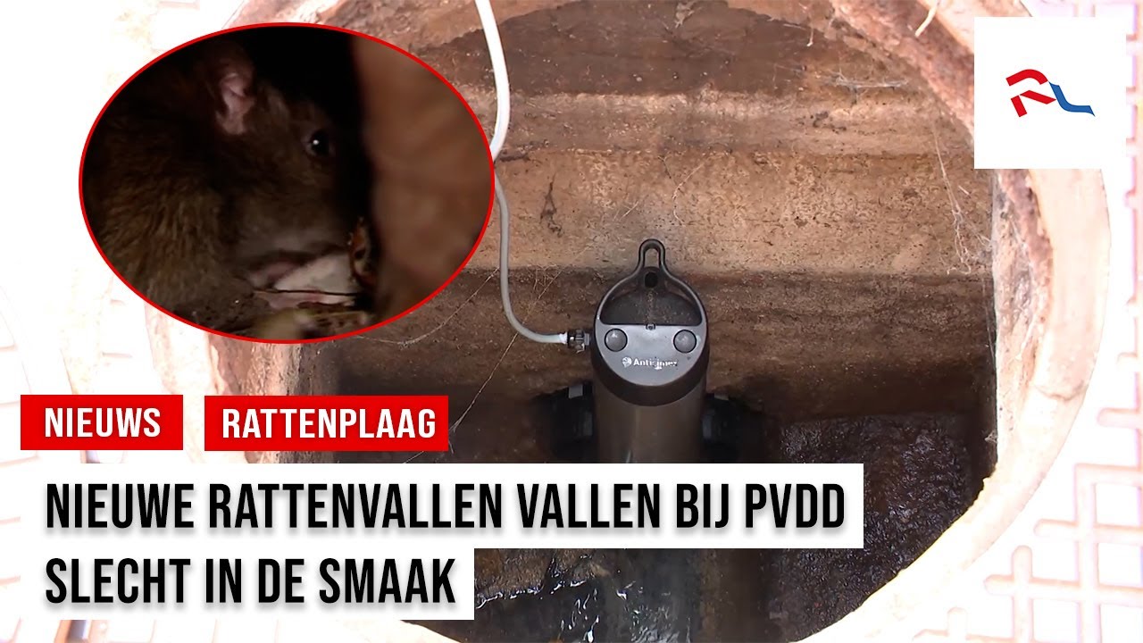 Nieuwe rattenvallen ter discussie: 'Draagt niet bij aan oplossing'