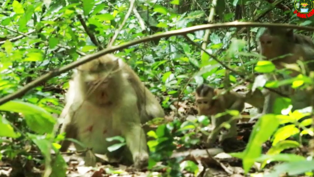 Monkey Brianna Just Walking Inside Forest  With Brindy Monkey on May25,2022/U-Share Mk651.M I A G