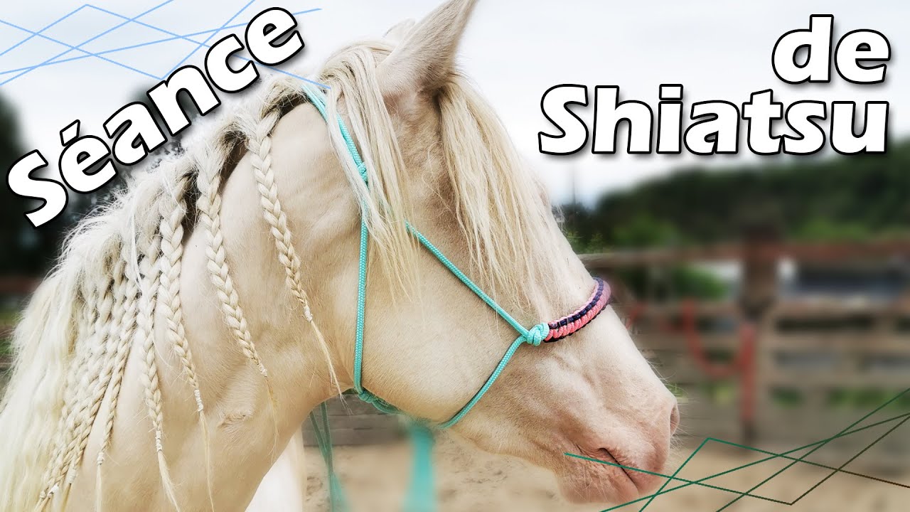 Séance de SHIATSU pour Hacienda : ça a donné quoi ?