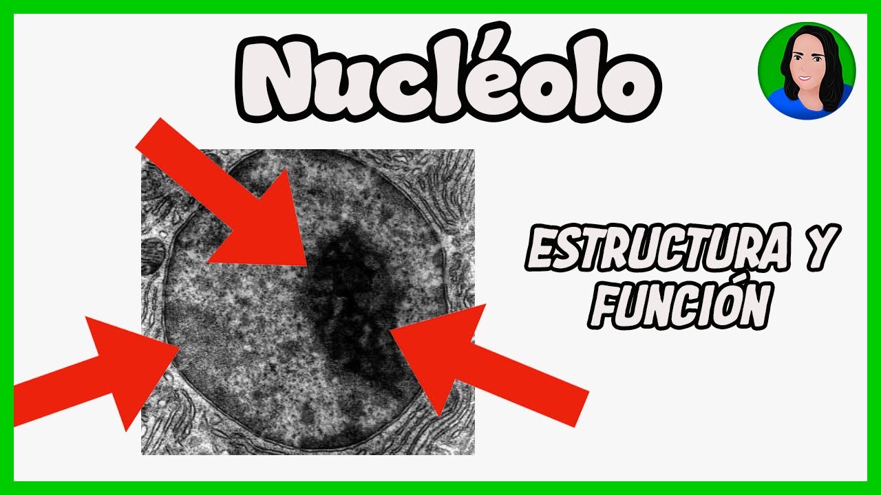 Nucl&eacute;olo [ C&eacute;lula eucariota: Estructura y funci&oacute;n ]