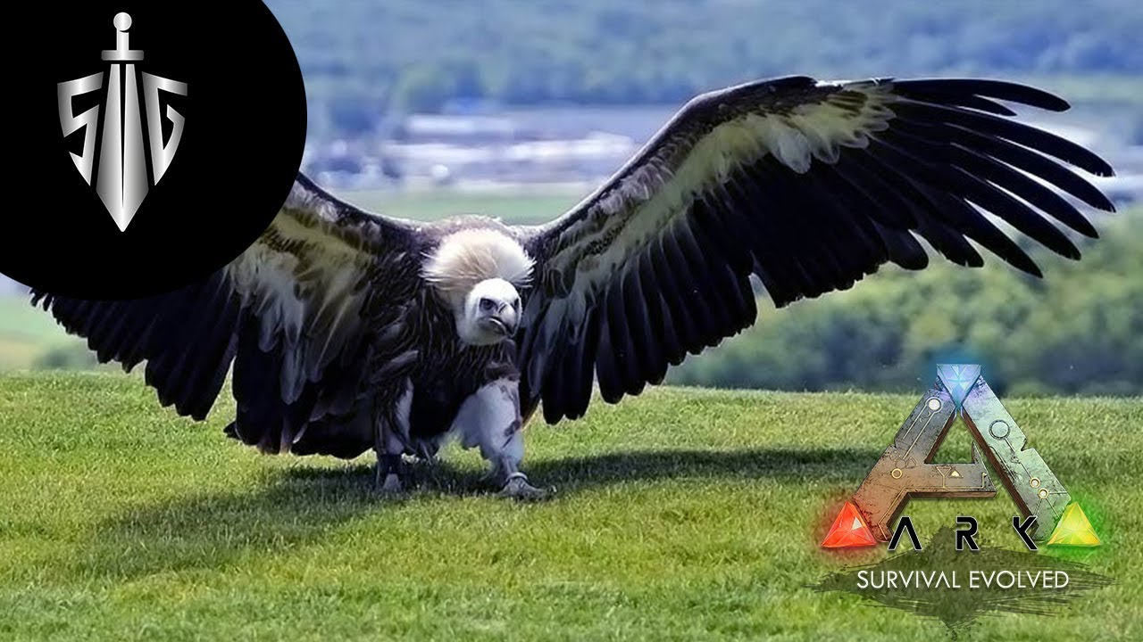 Argentavis  I  Ark Survival Evolved #2