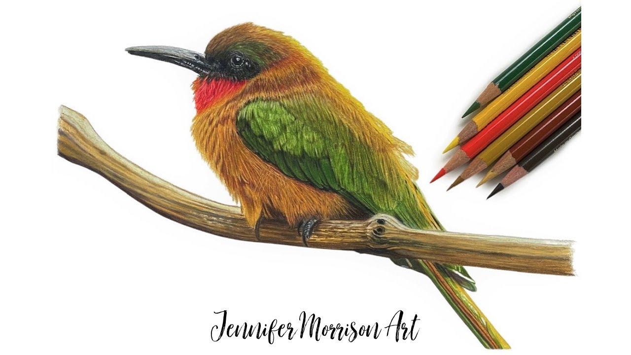 Drawing a Realistic Bird Using Colored Pencils