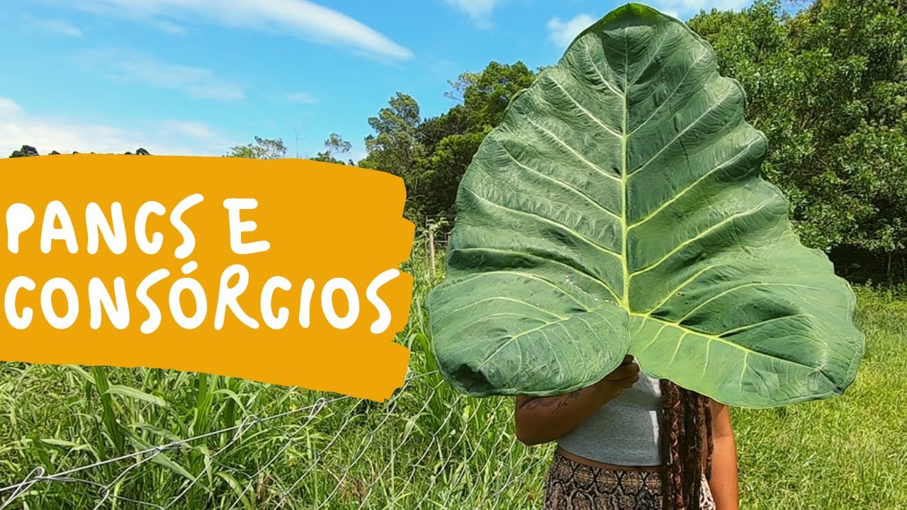 Escolha das plantas para hortas comunitárias