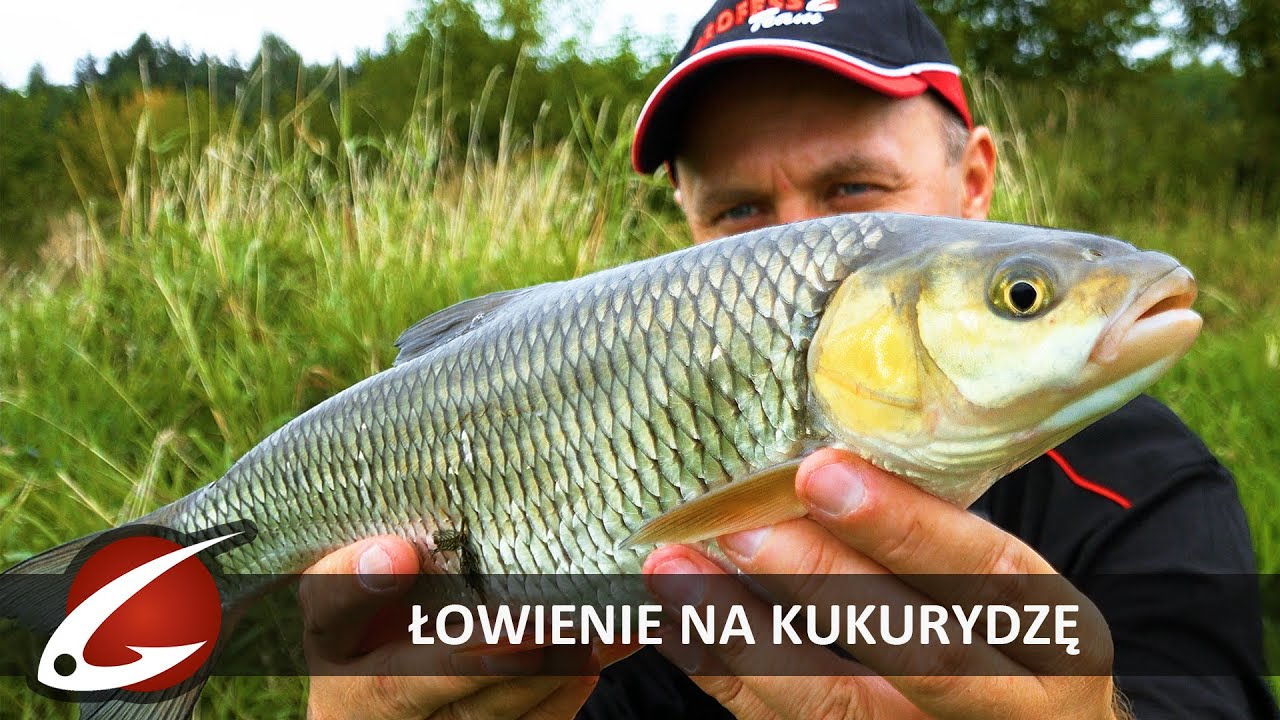 ŁOWIENIE RYB na KUKURYDZĘ - WĘDKARSTWO SPŁAWIKOWE