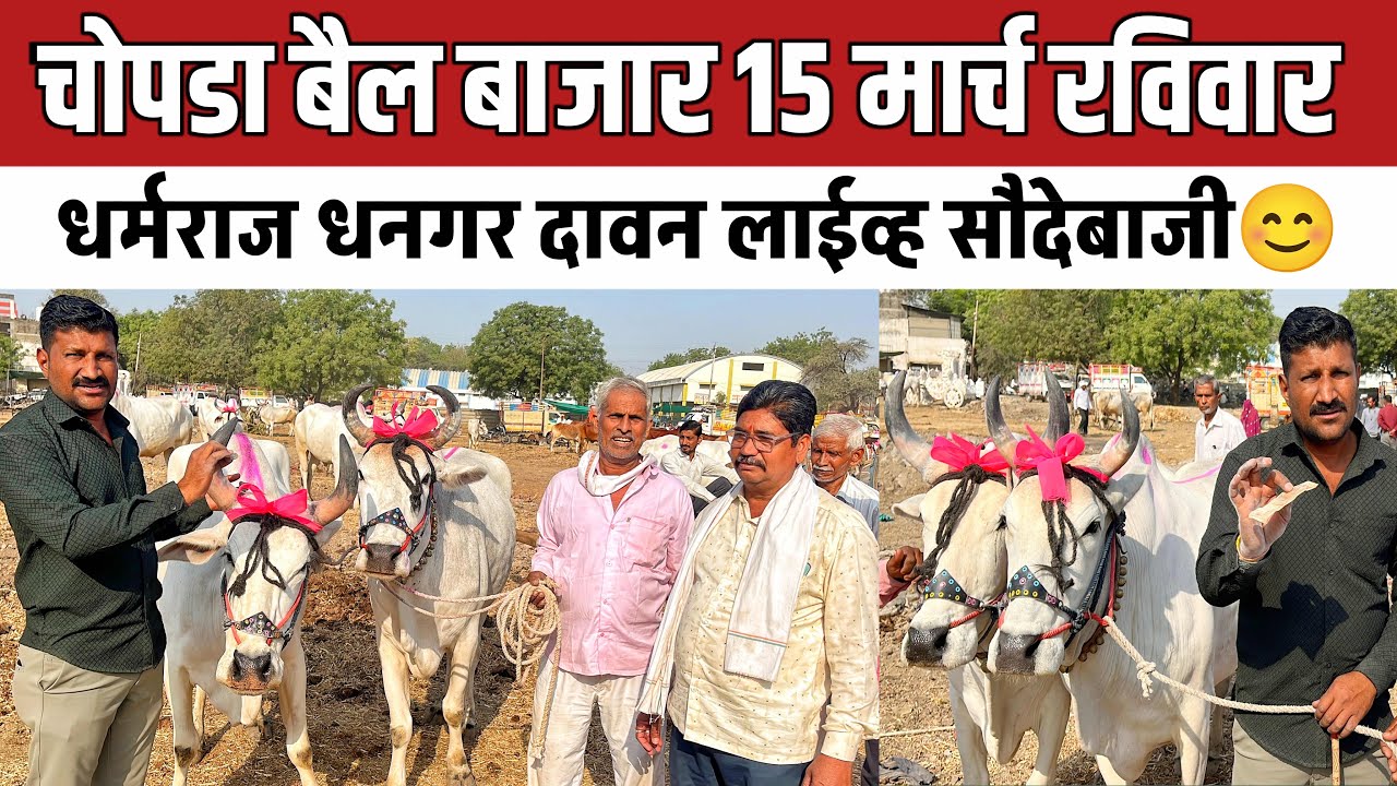चोपडा बैल बाजार 🛑 15 मार्च रविवार | धर्मराज धनगरचा दावणीवर आले माळवी बैल #बैलबाजार 