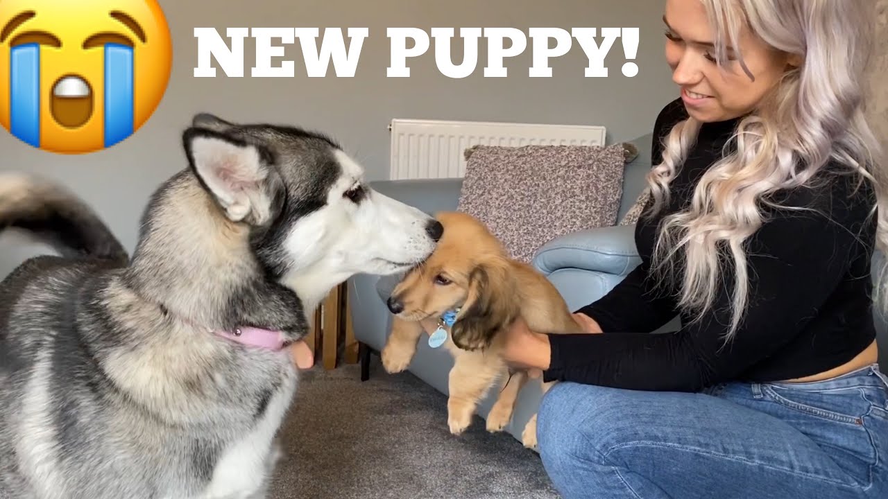 Husky Puppy Meets New Tiny Mini Dachshund Puppy!! [SHES SO GENTLE!!]