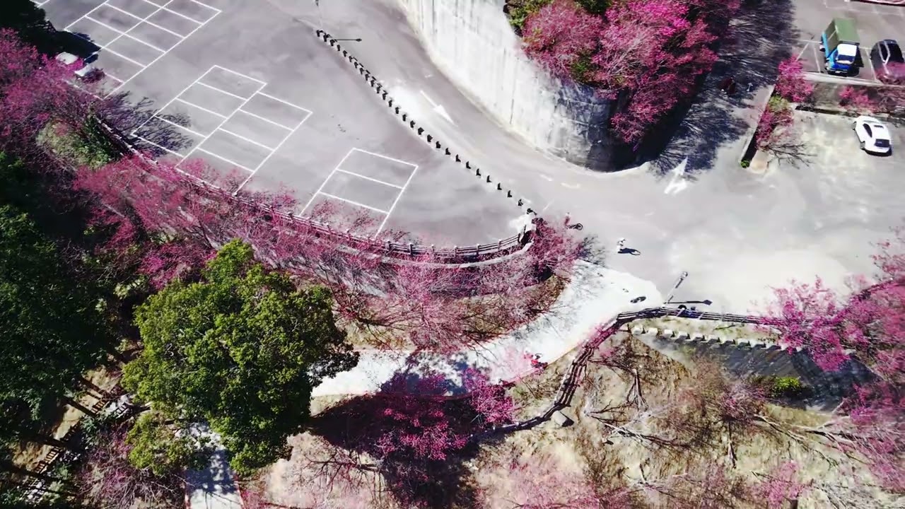 協雲宮櫻花步道｜FPV搖桿N檔模式｜2026.2