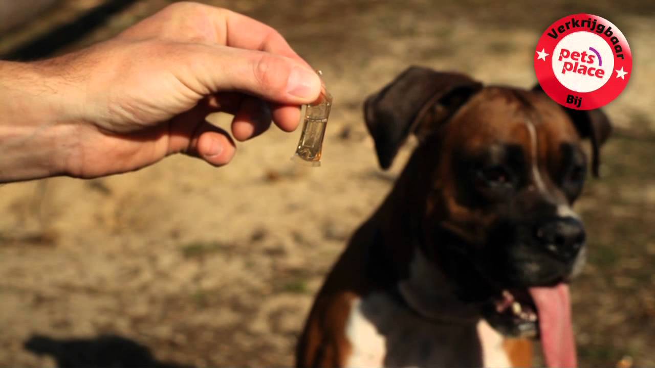 Teken bestrijden bij je hond en kat