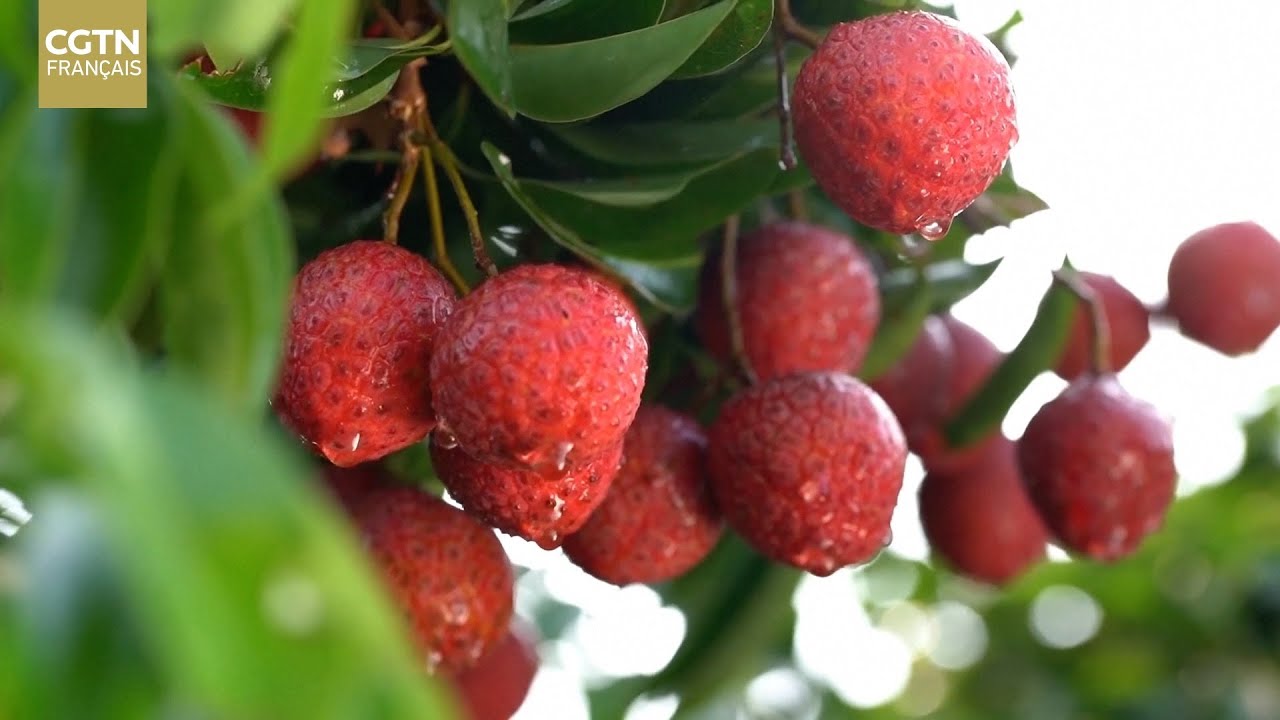 La technologie permet de conserver la fra&icirc;cheur du litchi &agrave; Maoming
