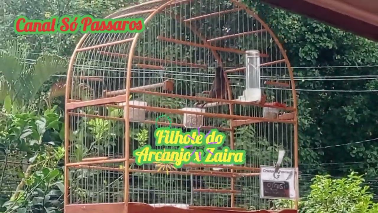 Curio Pardo canto Praia#curiopraiaclassico #curio #curiocantando #criatoriodeaves