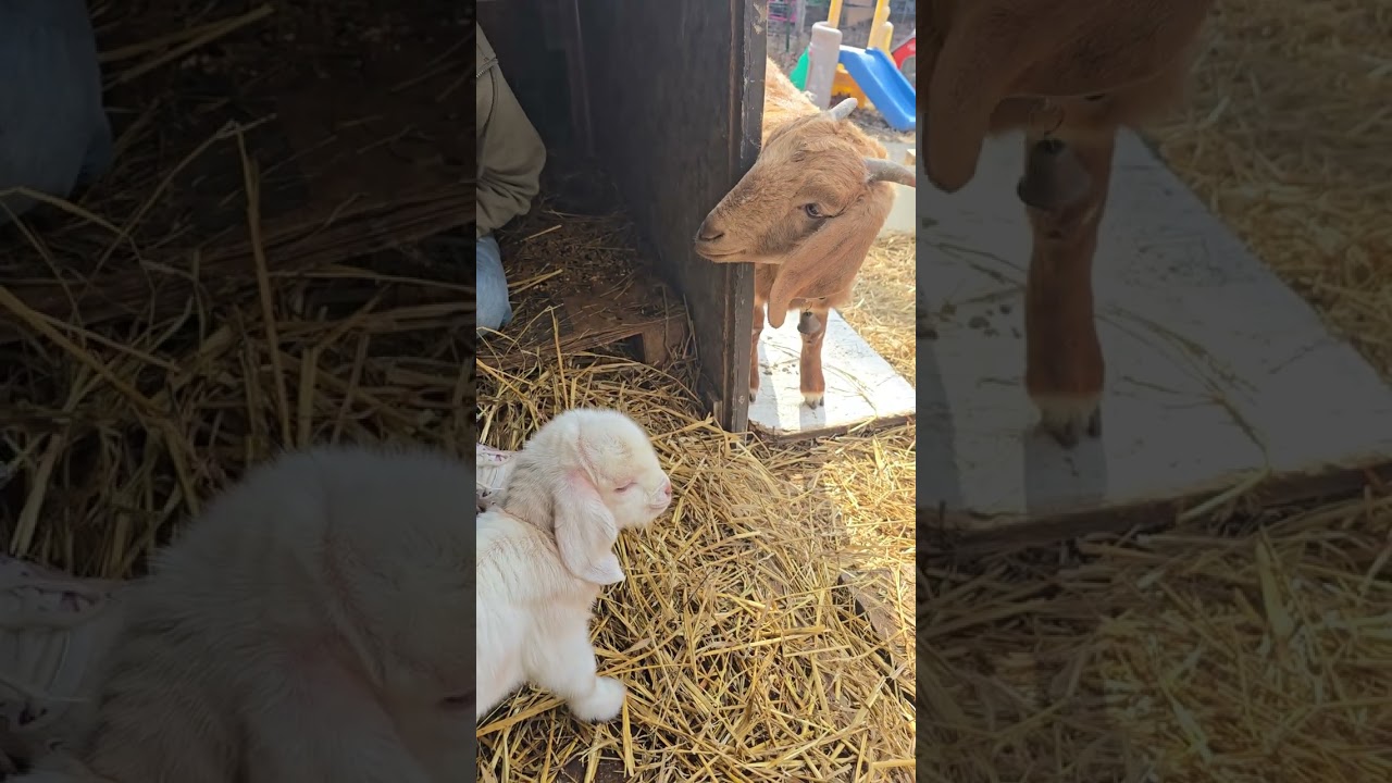 #trending #babygoats #farmlife #goats #tiktok #babyanimals 
