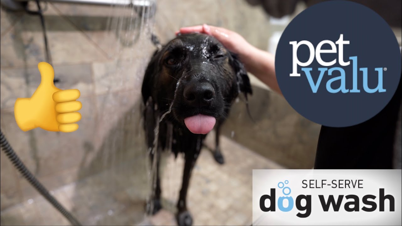 Cooper's PetValu Self-Serve Dog Wash Experience 팻발류 강아지 목욕