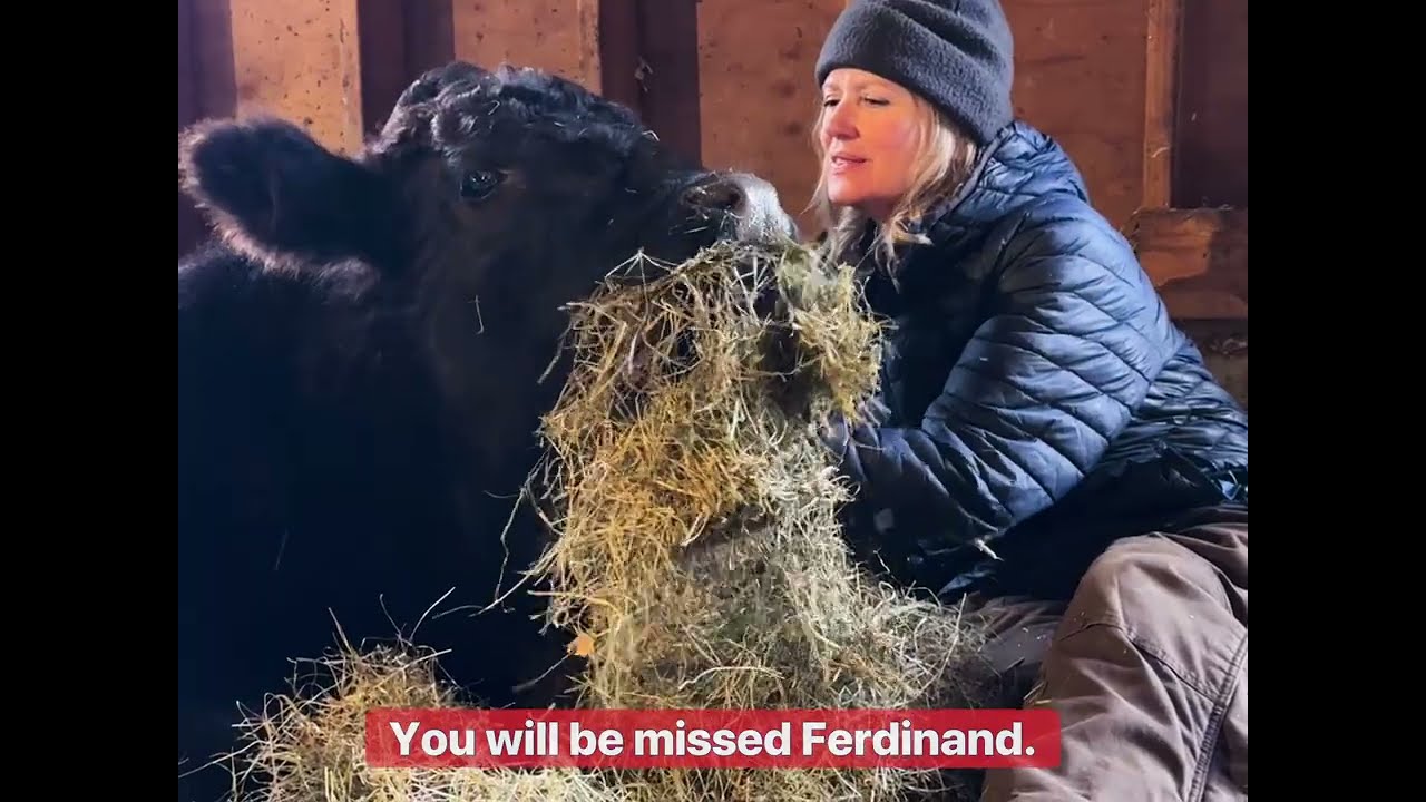 Rest in Peace Ferdinand! @jpfarmanimalsanctuary5618 