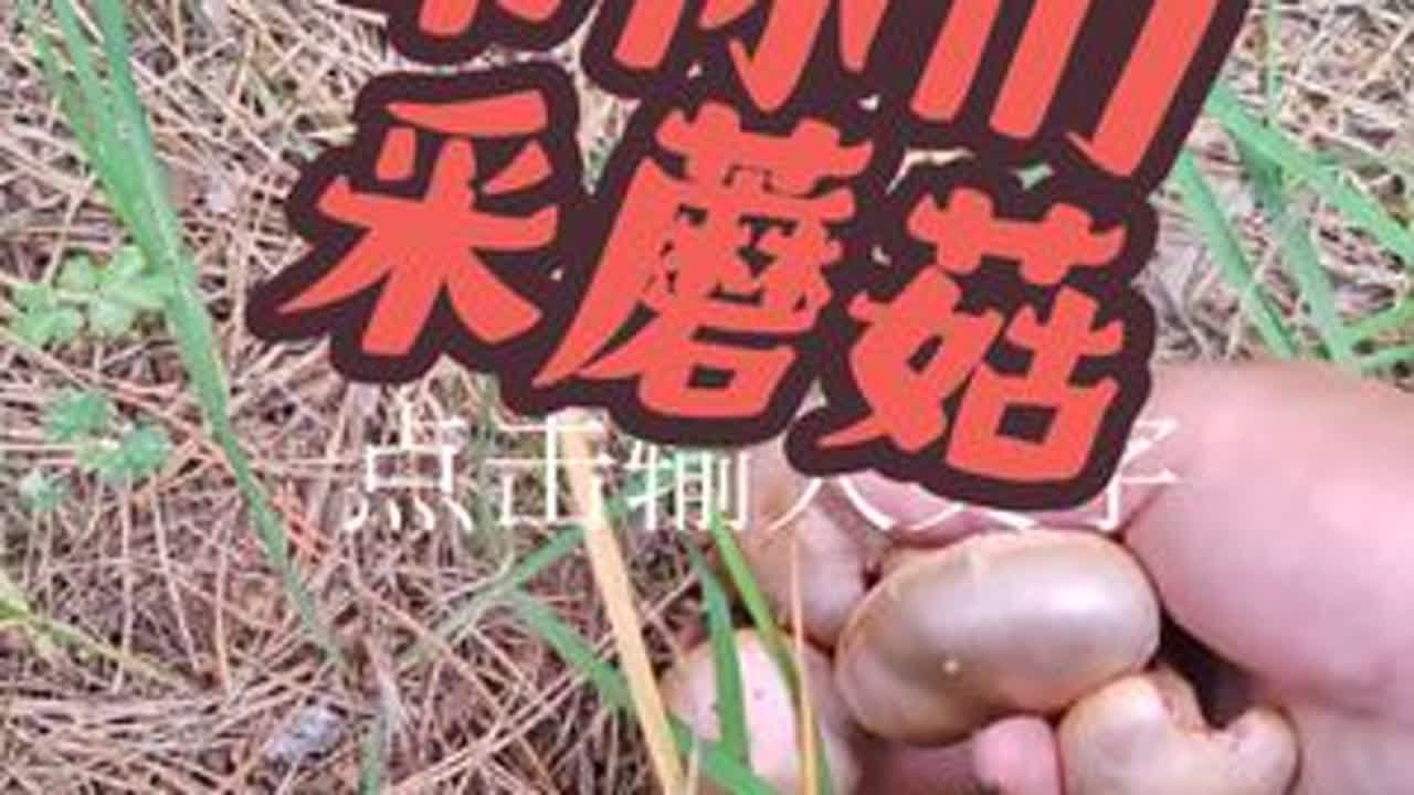 #大自然的馈赠 #大自然的搬运工 #捡不完根本捡不完 #采蘑菇 #野外真实拍摄