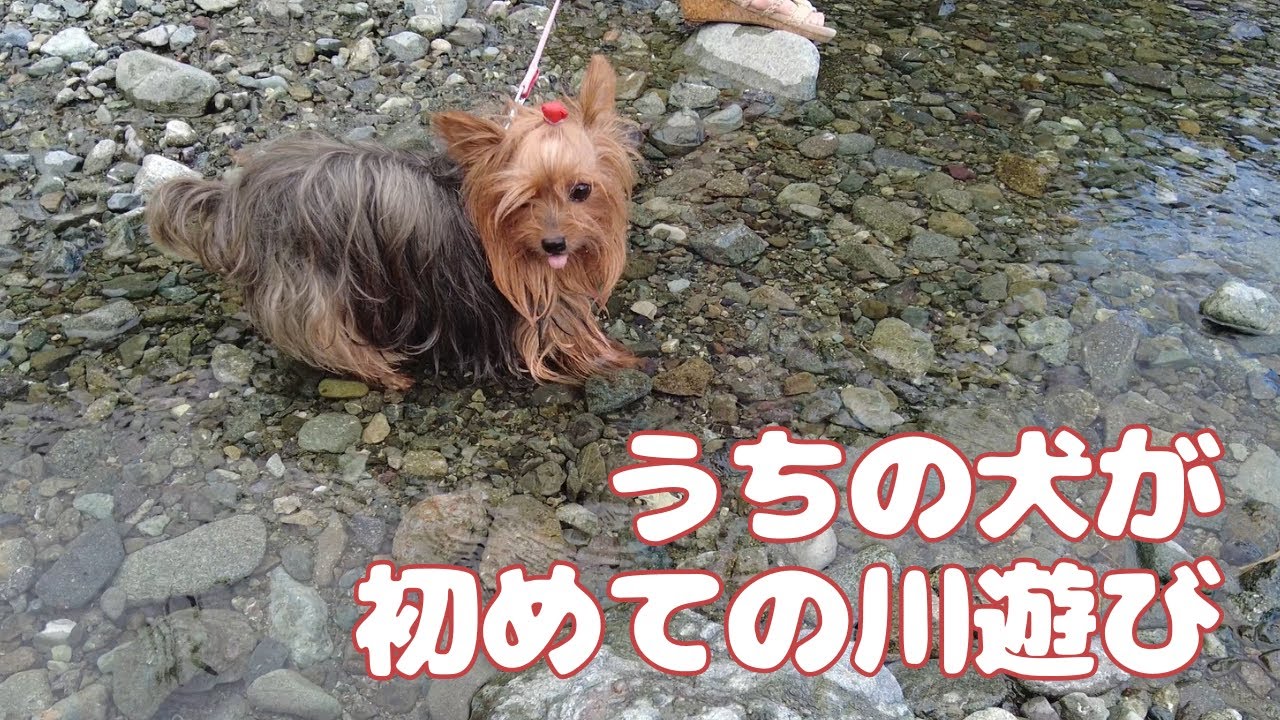 小型犬の初体験！ヨーキーと9月某日秦野戸川公園で川遊び(暑かった今年の夏の思い出)【キュートなヨーキー小型犬-60代夫婦と幸せなペット生活-】