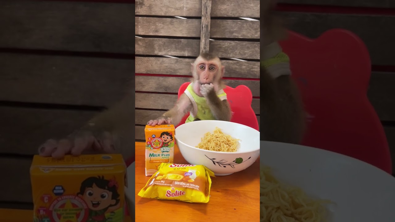 Loving monkey shares happiness with his human family 🏡🐵❤️