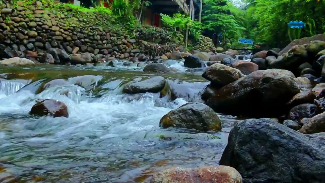 Nature Calming River Stream & Bird Sounds ASMR for Sleep 💧🐦🌙😴
