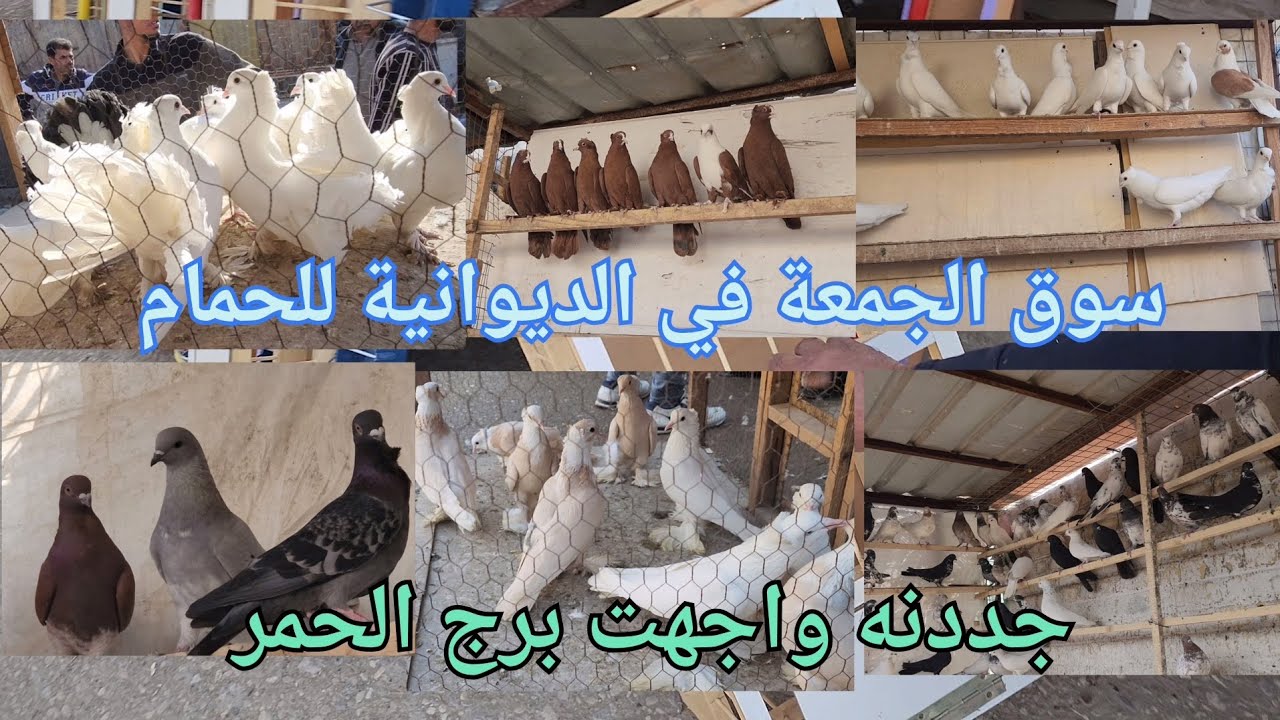 سوق الجمعة في الديوانية للحمام ☝️ جددنة برج الحمر 👏لاتنسون لايك للمقطع 👍مشاهدة ممتعة تحياتي للجميع 😘