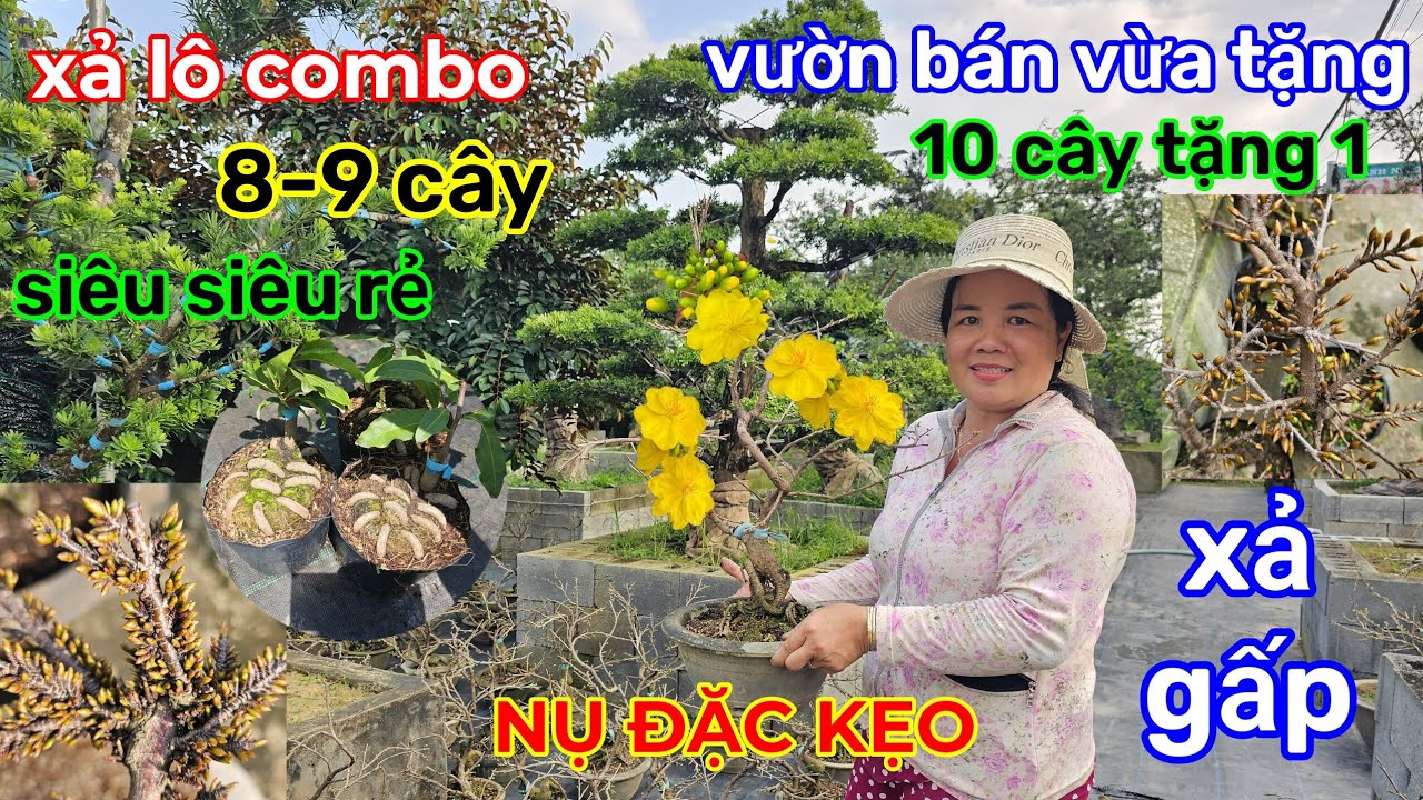 🌲2/2☎️vườn mai Cô Phương☎️mai ghép giá rẻ🌲combo 8-9 cây🌲xả giá siêu mềm🌲đa dạng loại giống 
