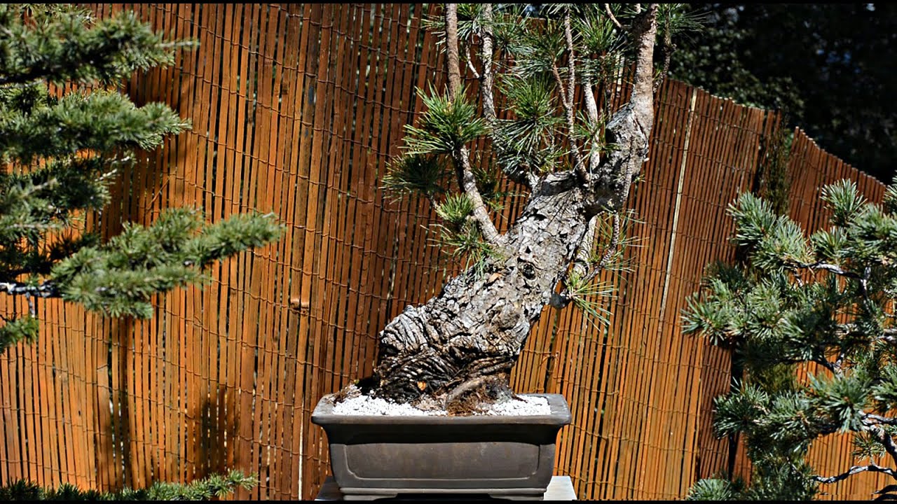 Huge Trunk into a Small Pot an Austrian Black Pine Story - Arkefthos Bonsai