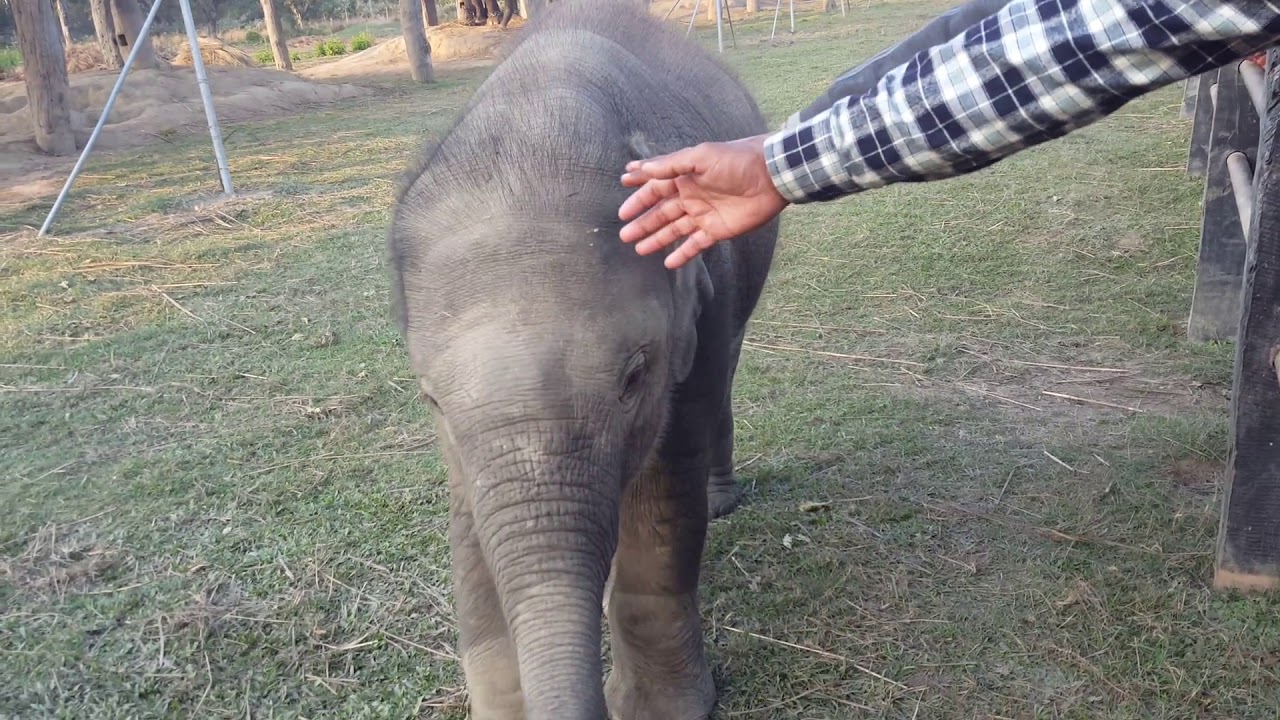 ELEPHANT BREEDING CENTER - JUNGLE SAFARI RESORT