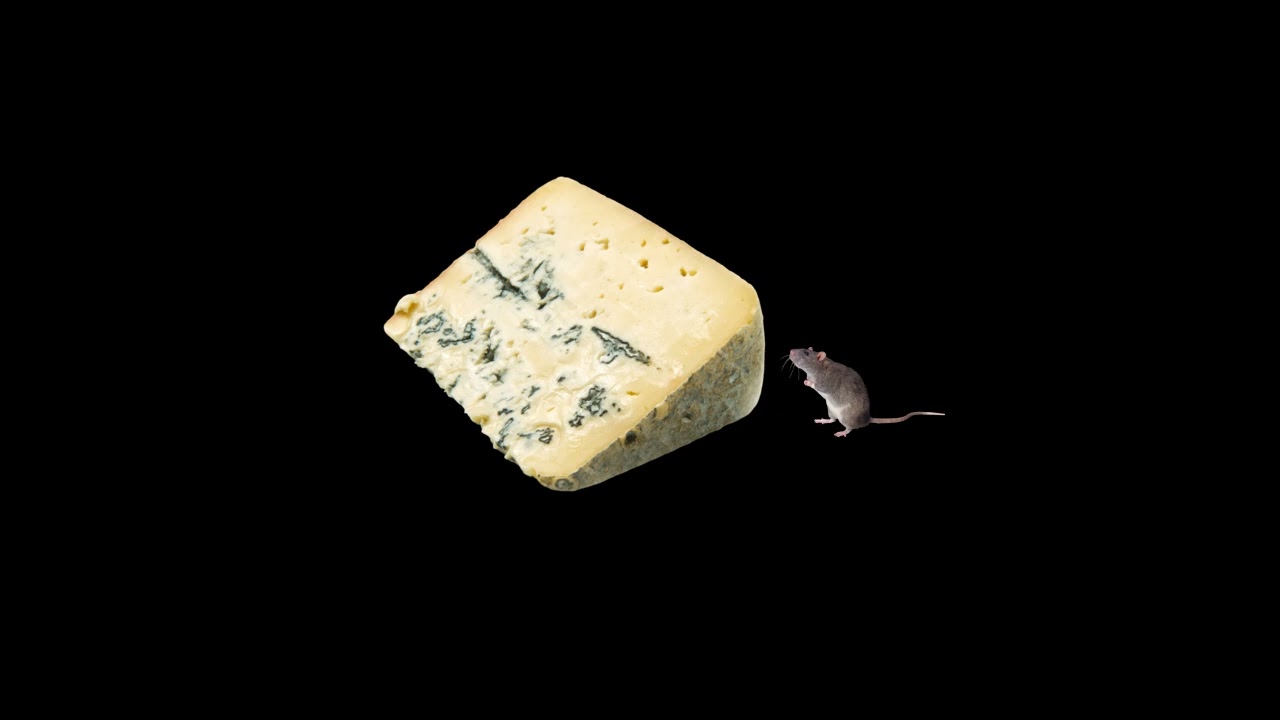 Moldy Cheese