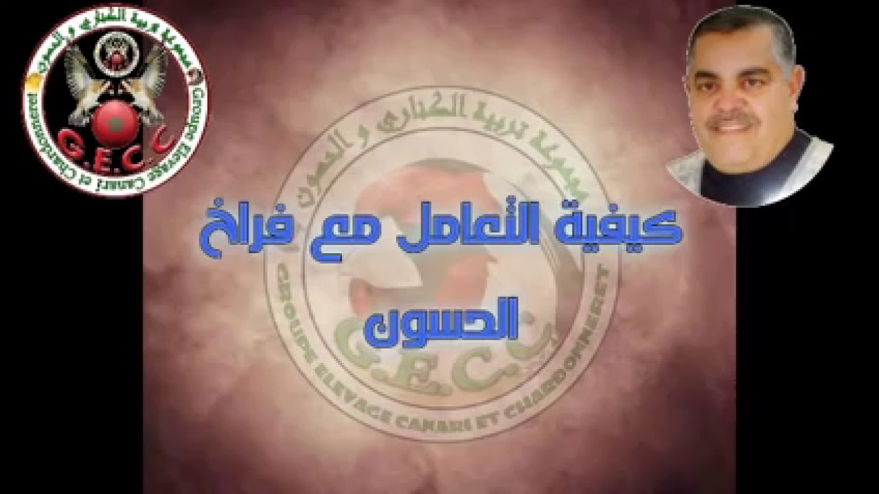 كيفية التعامل مع فراخ الحسون للاستاذ العربي الرخيص