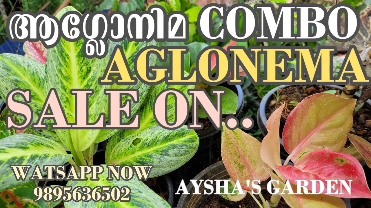 ആഗ്ലോനിമ കോമ്പോ കിടിലൻ വിലക്കുറവിൽ |AYSHAS GARDEN 