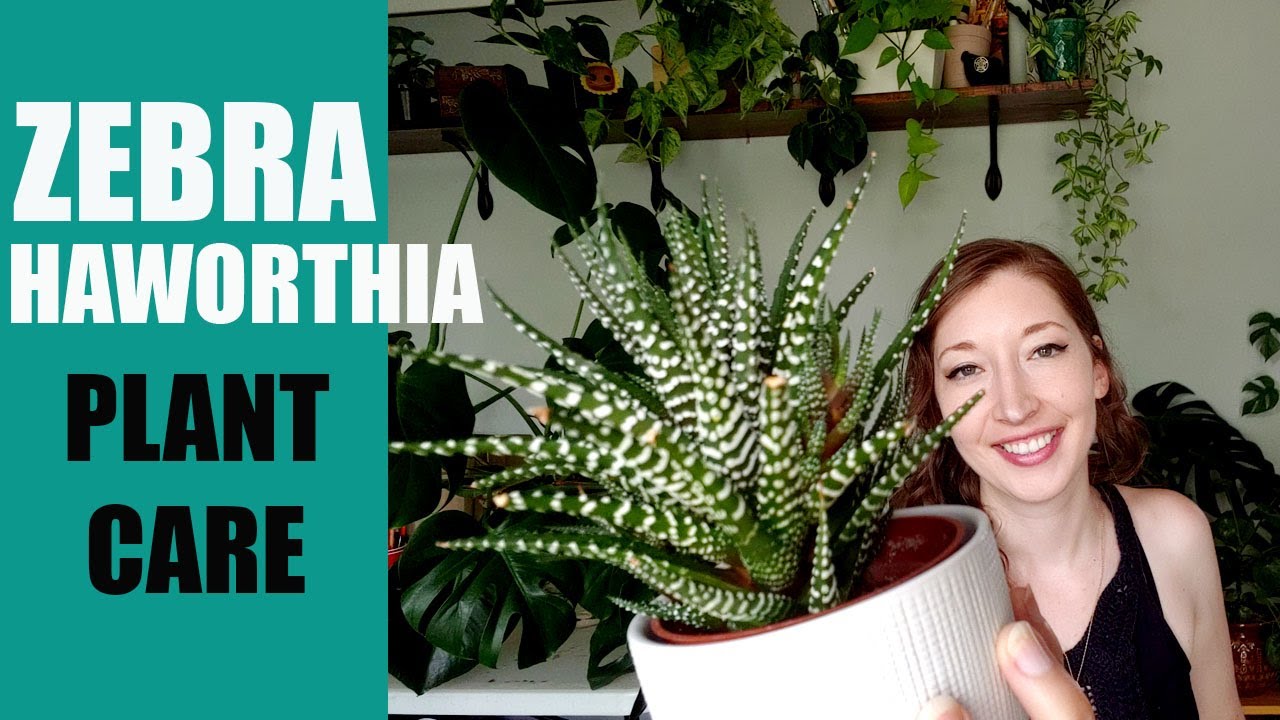 ZEBRA HAWORTHIA PLANT CARE! - How to care for a Zebra Haworthia succulent / Haworthiopsis attenuata