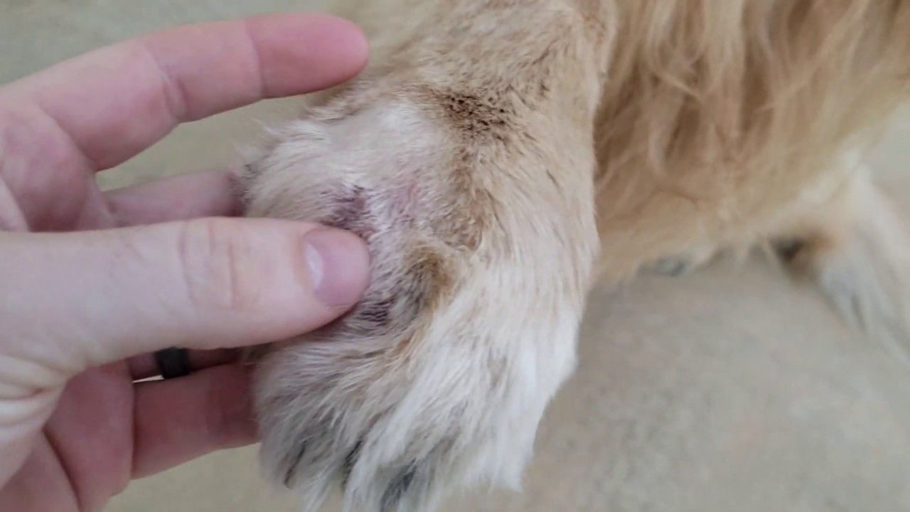 Golden Retriever Injured Paw Update | Oshies World