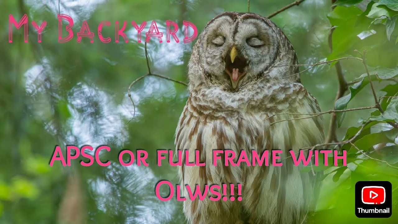 APSC vs. full Frame with Owls