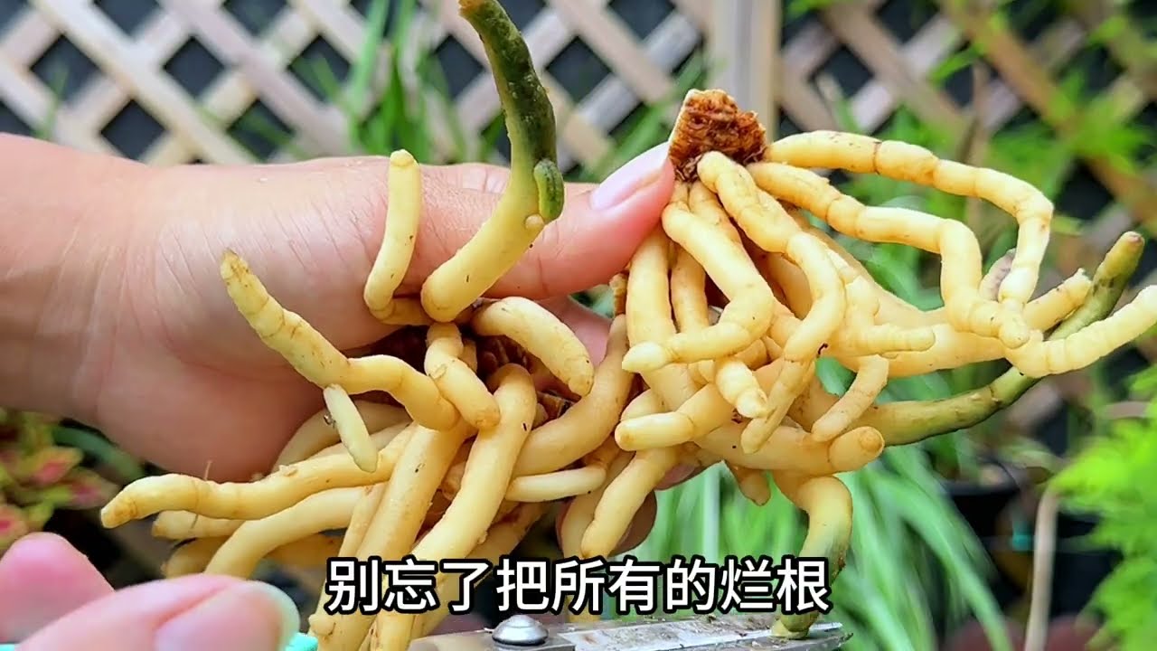 要想让君子兰一颗变几颗，就要砍它几刀