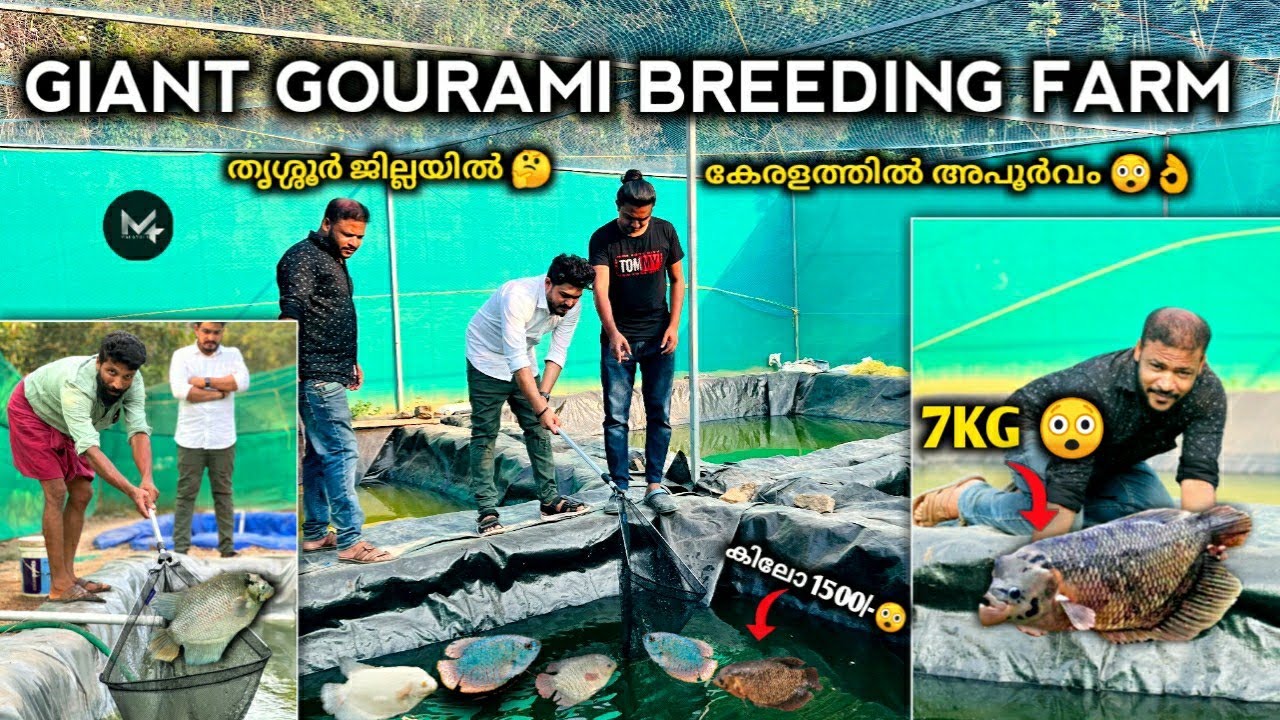GIANT GOURAMI BREEDING FARM KERALA. മീൻവളർത്തലിലെ വിജയഗാത 😲👌