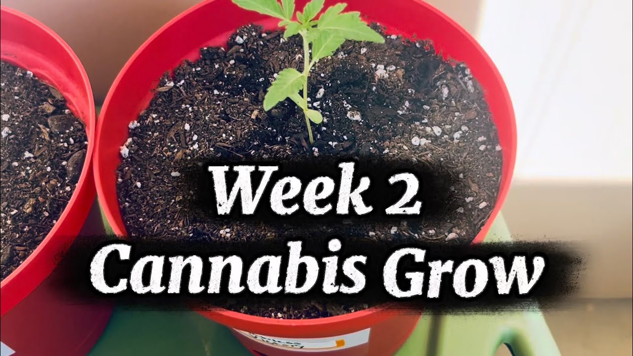 Seed To Harvest: 4 Different Photoperiod Strains